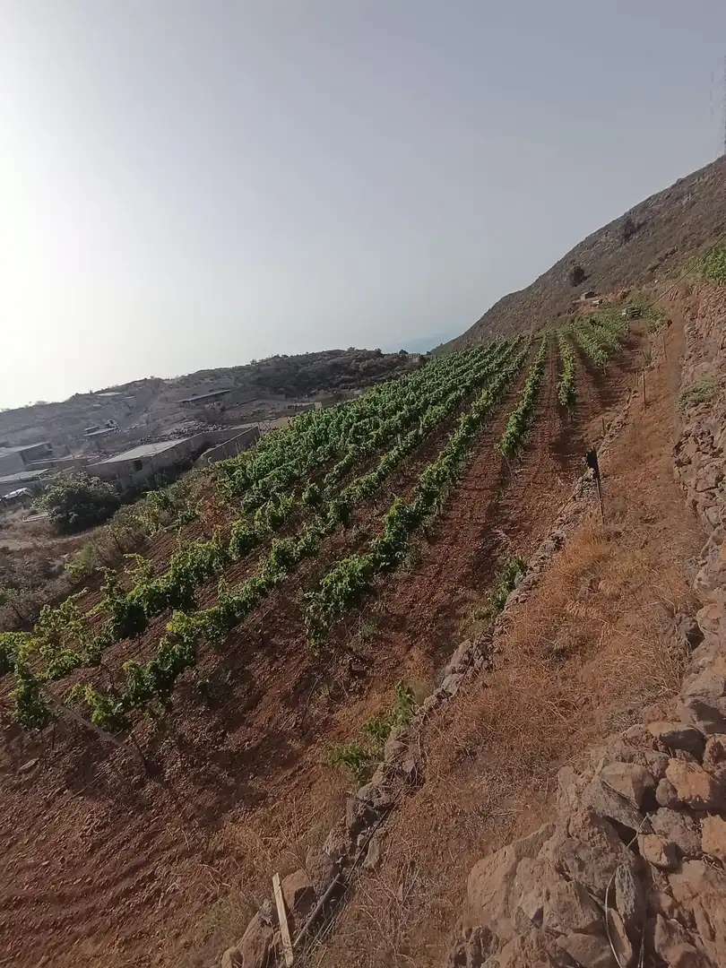 Terreno rustico in vendita a Arico, imagen 4