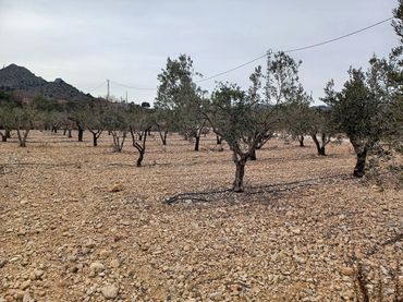 Terreny rústic en venda a La Romana