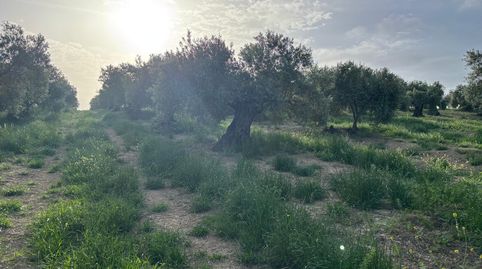 Foto 2 de Finca rústica en venta en Bujalance, Córdoba