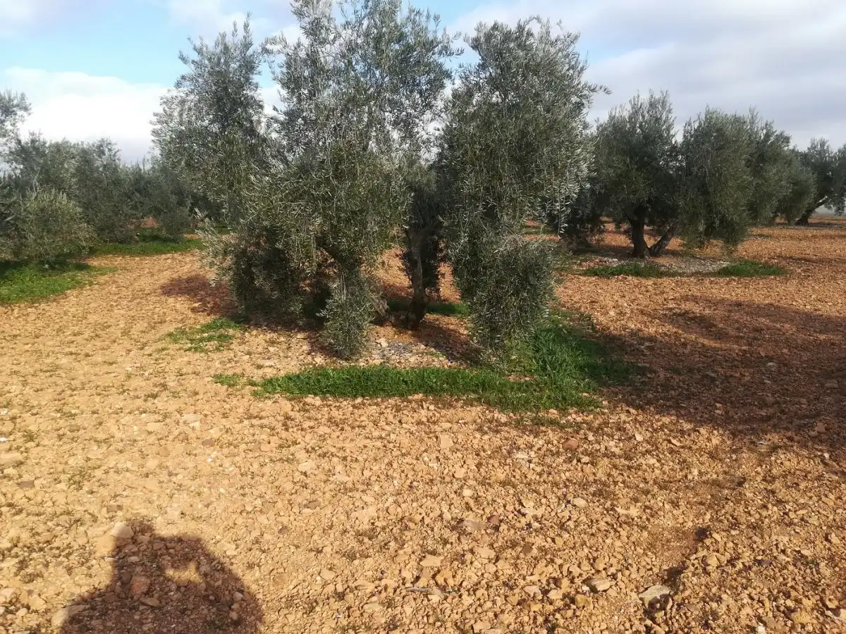 Terreno rustico in vendita a Valdepeñas, imagen 4