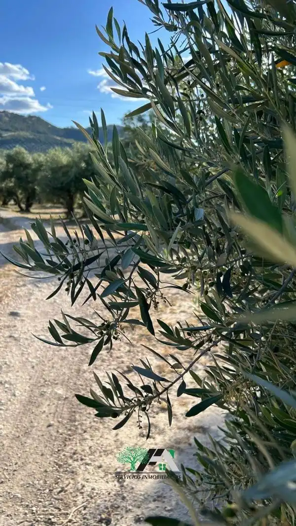Terreni e lotti in vendita a Baeza