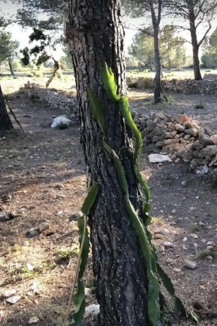 Jardí de Finca rústica en venda en Vandellòs i l'Hospitalet de l'Infant amb Jardí privat