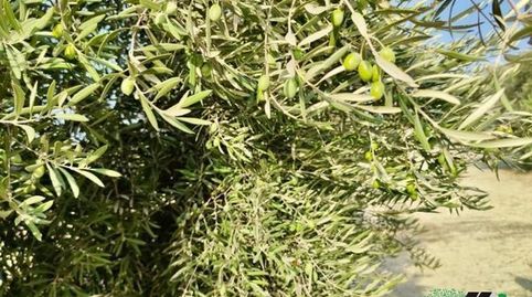 Terreno en venta en Sombrerete, Baeza.