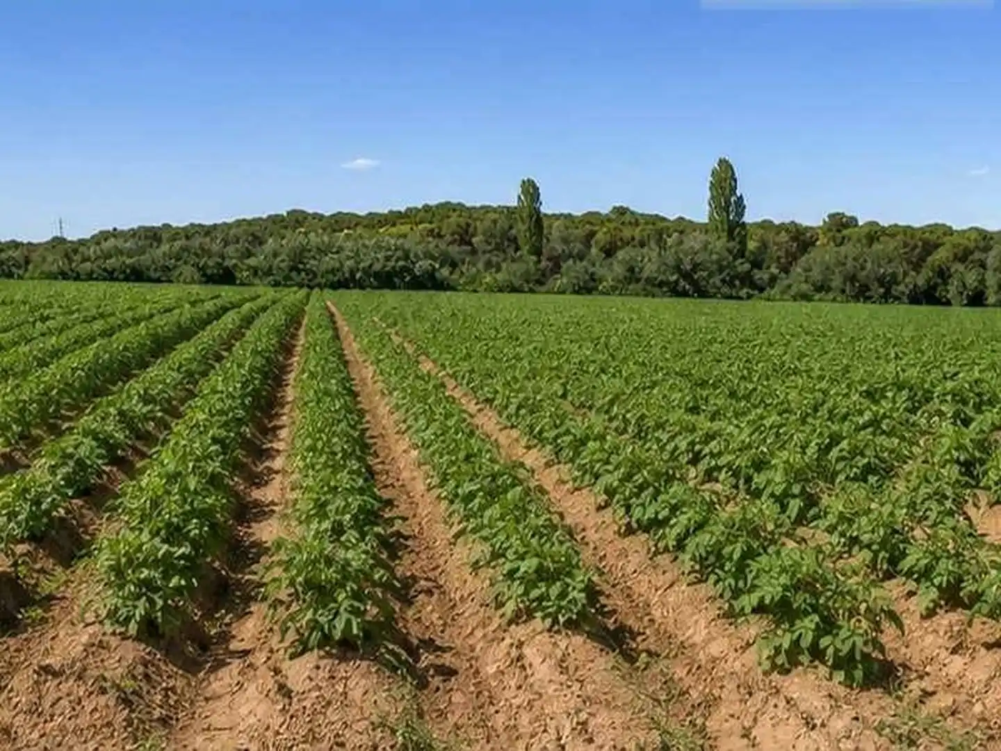 Rural land for sale in La Roda, imagen 6