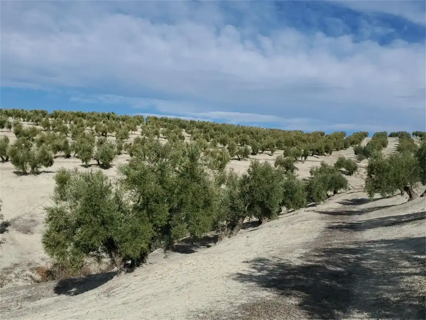 Land for sale in Higuera de Calatrava