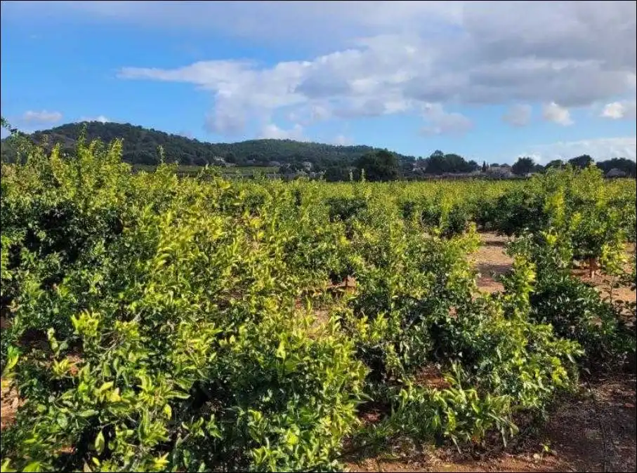 Terrain rustique à vendre à La Loma - Las Lomas