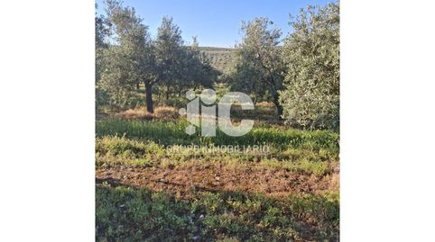 FINCA DE OLIVAR A 5 MINUTOS DE BAENA CORDOBA 22,3 HECT   36,5 FANEGAS APROX, immagine 2