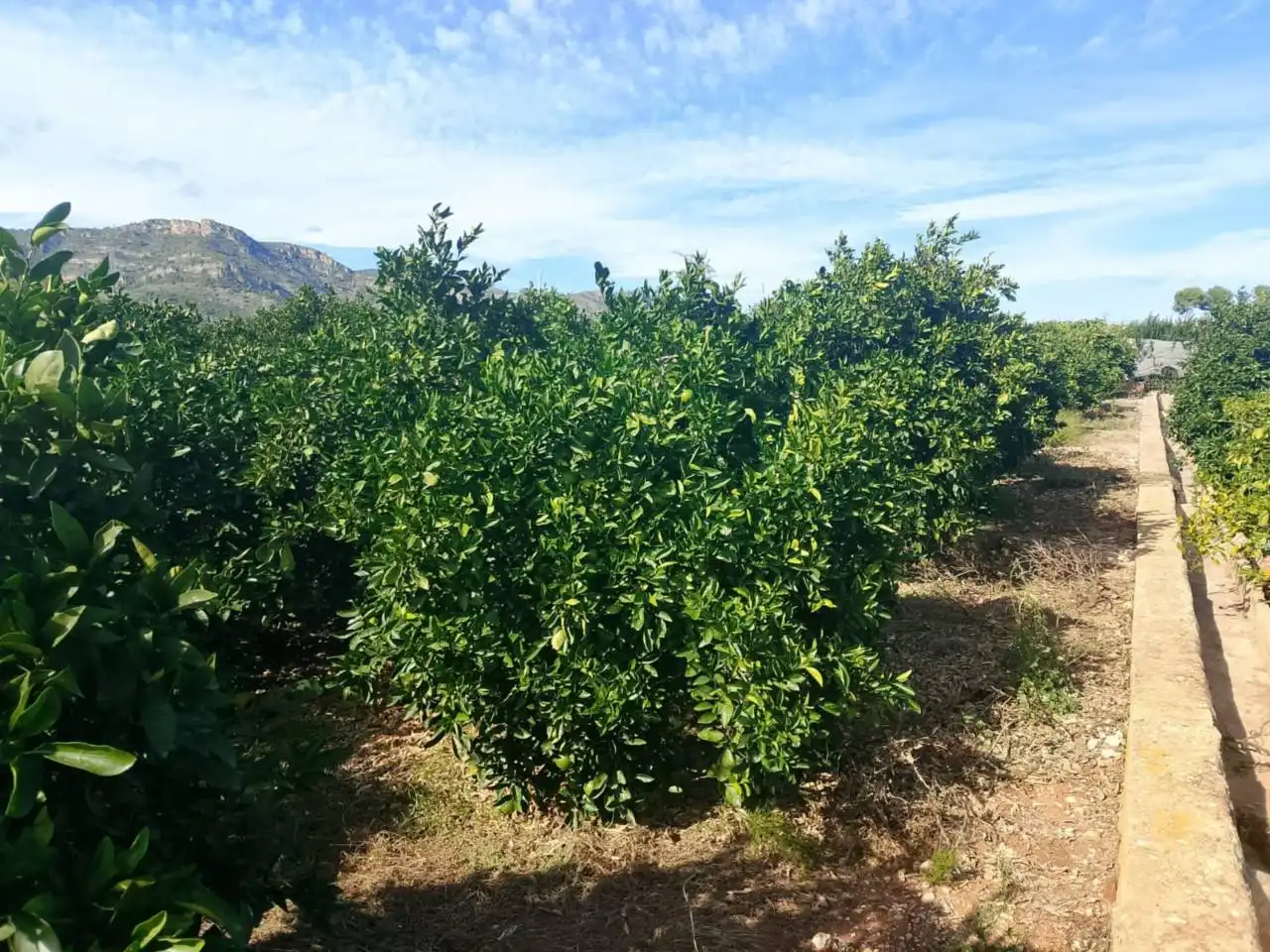 Rustikales Grundstück zum Verkauf in Camino Xeraco a Xeresa, imagen 15