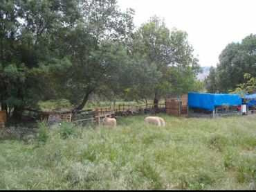 Terreny rústic en venda a Burgohondo
