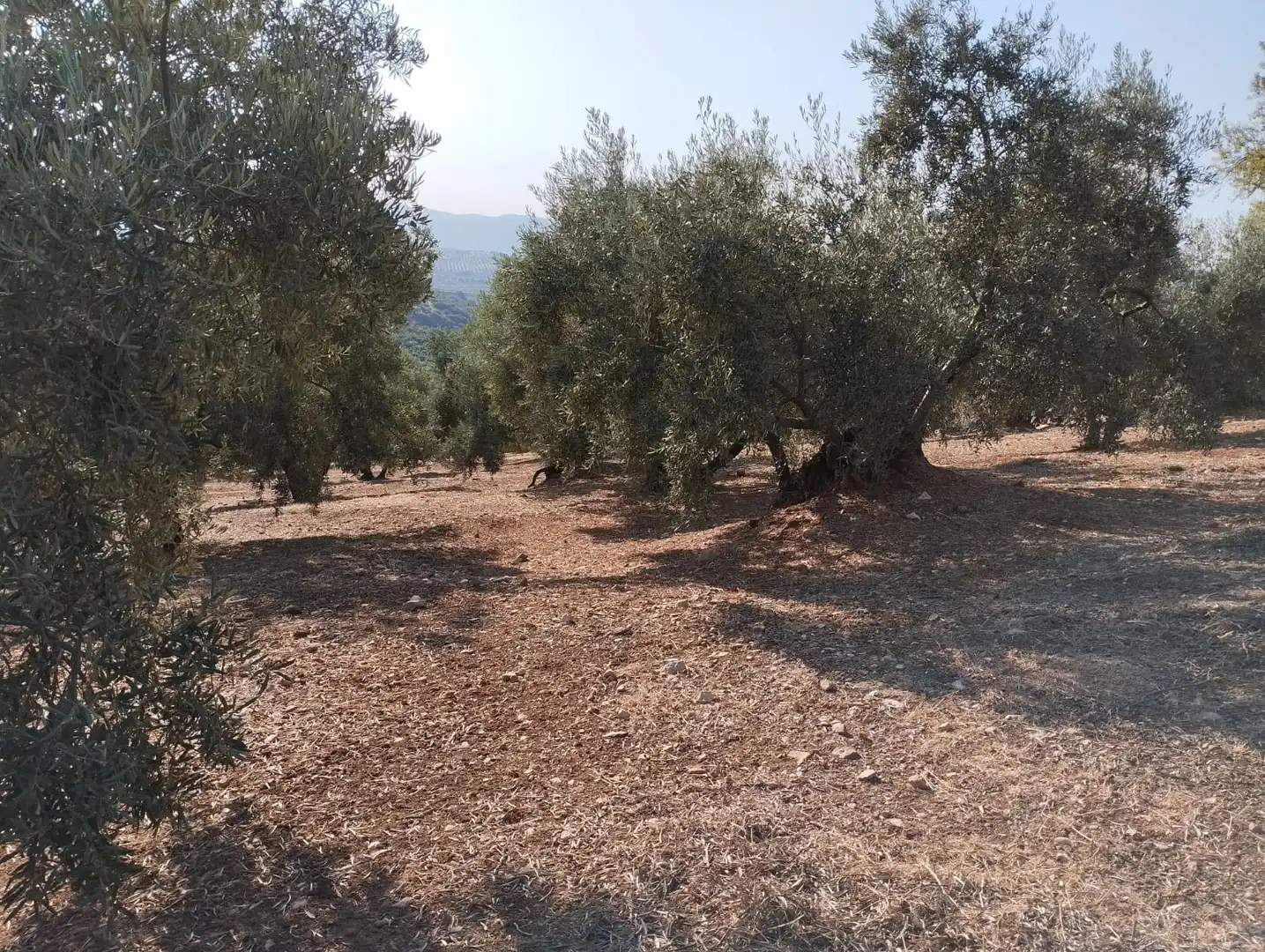 Terreno rustico in vendita a Calle Santa Teresa de Jornet, imagen 10