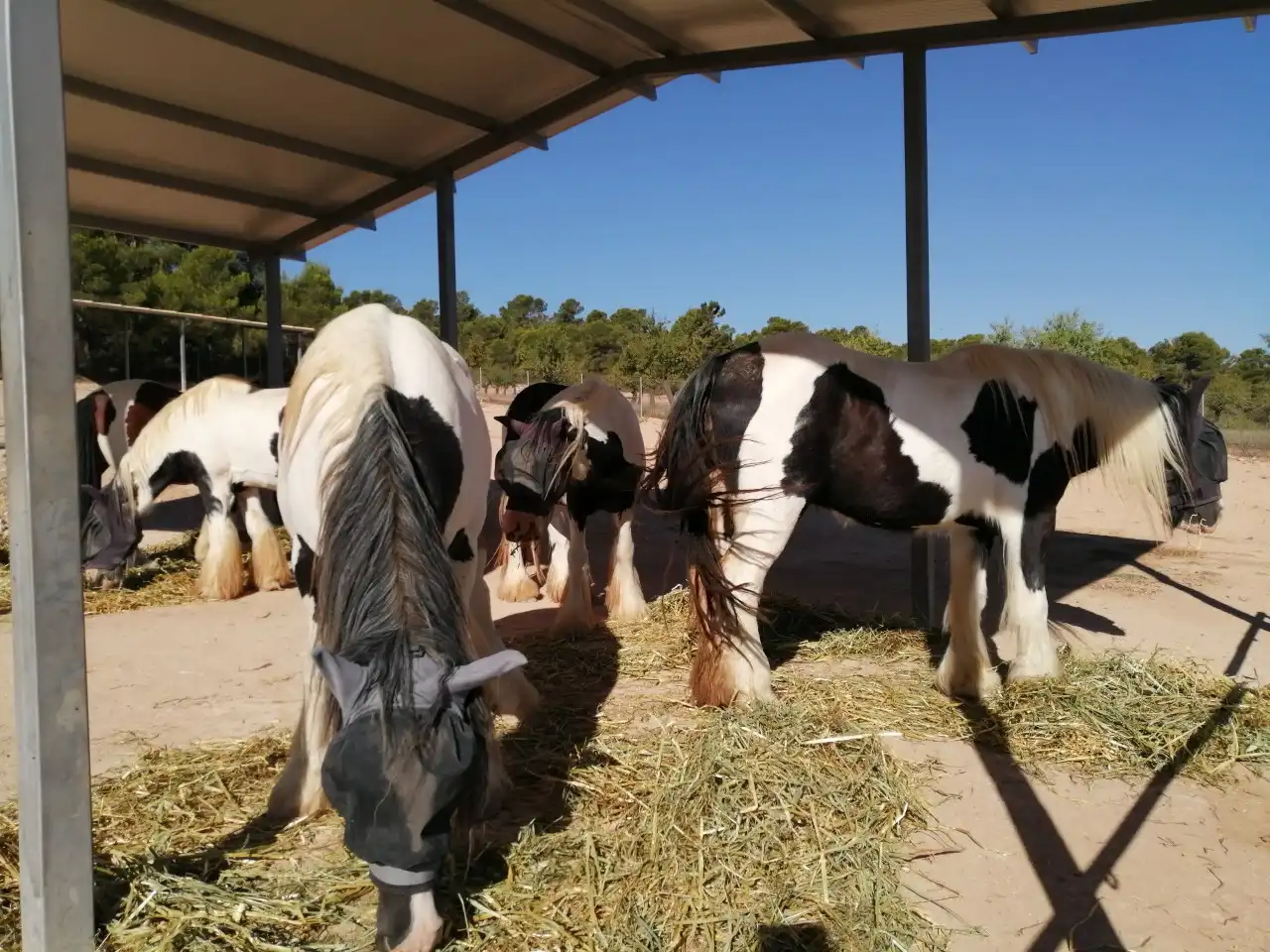 Finca rústica en venta en Jarafuel con Calefacción, Jardín privado y Amueblado