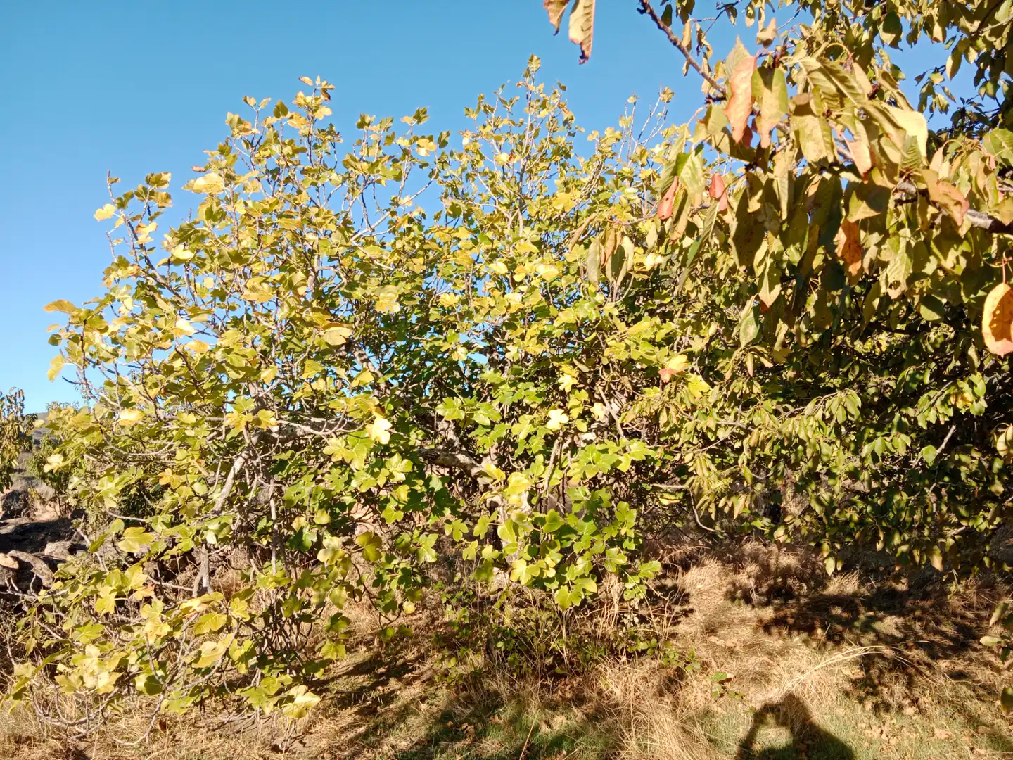 Terreno en venta en Barrado