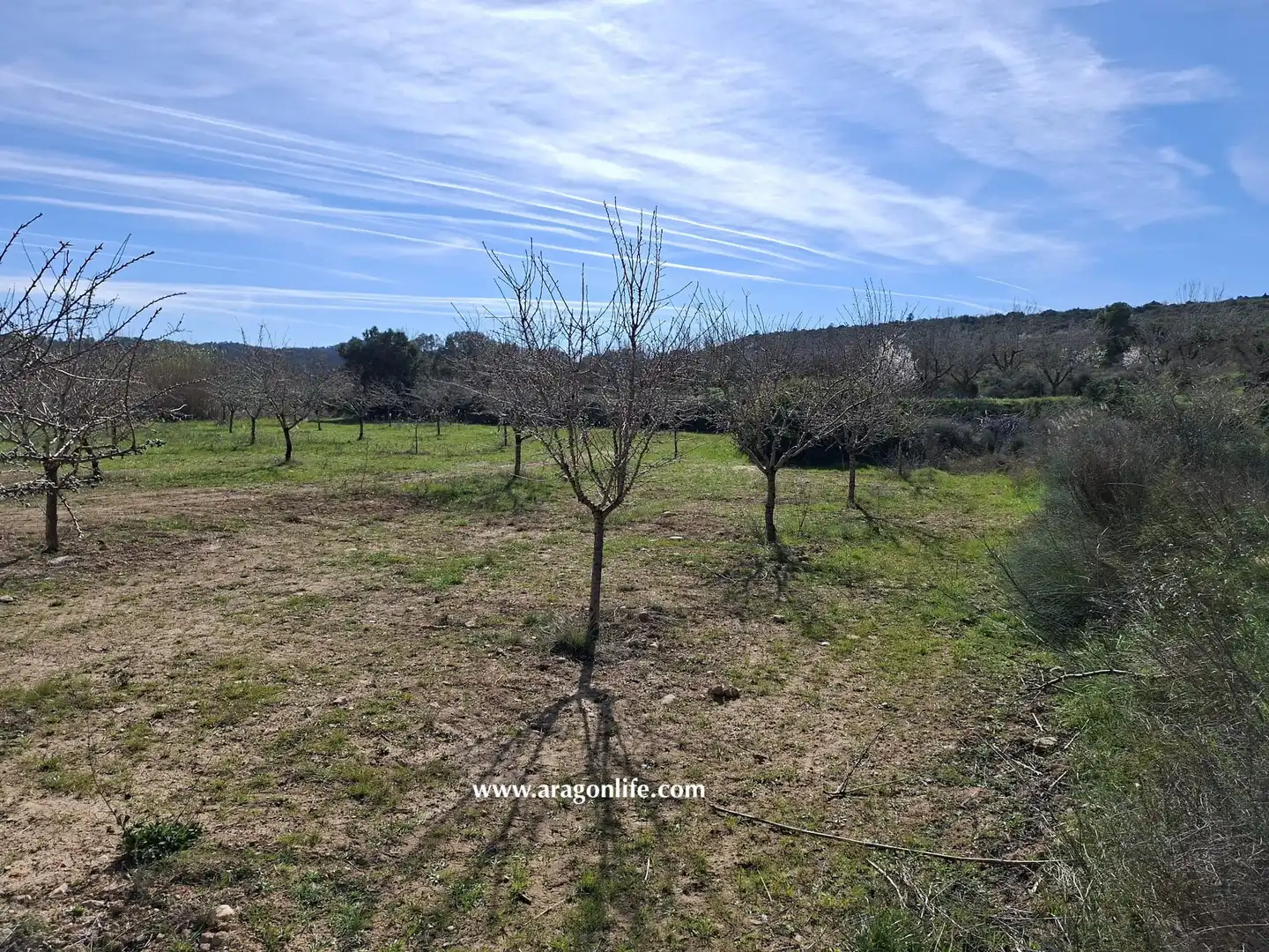 Land for sale in Fabara