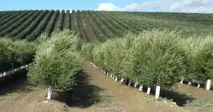 Terreni e lotti in vendita a Alcalá la Real, imagen 2
