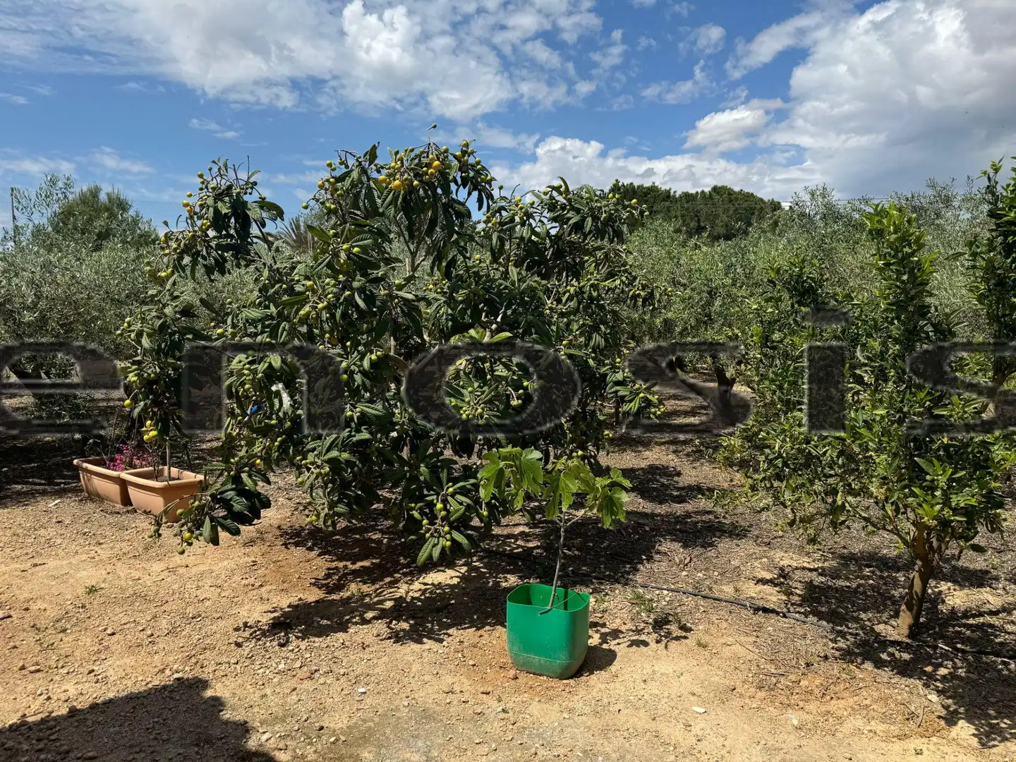 Country homes for sale in Torre-Pacheco  with Private garden, Furnished and Oven