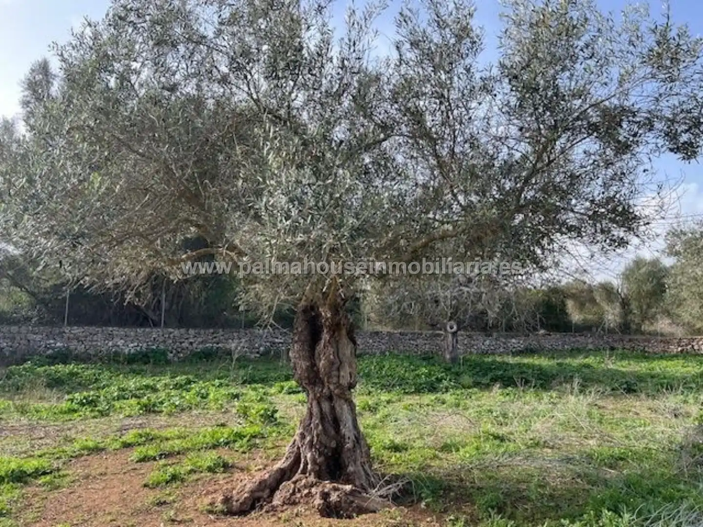 Terrenys i solars en venda a Maria de la Salut, imagen 23