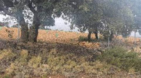 Foto 5 de Terreno en venta en Casas de Lázaro, Albacete