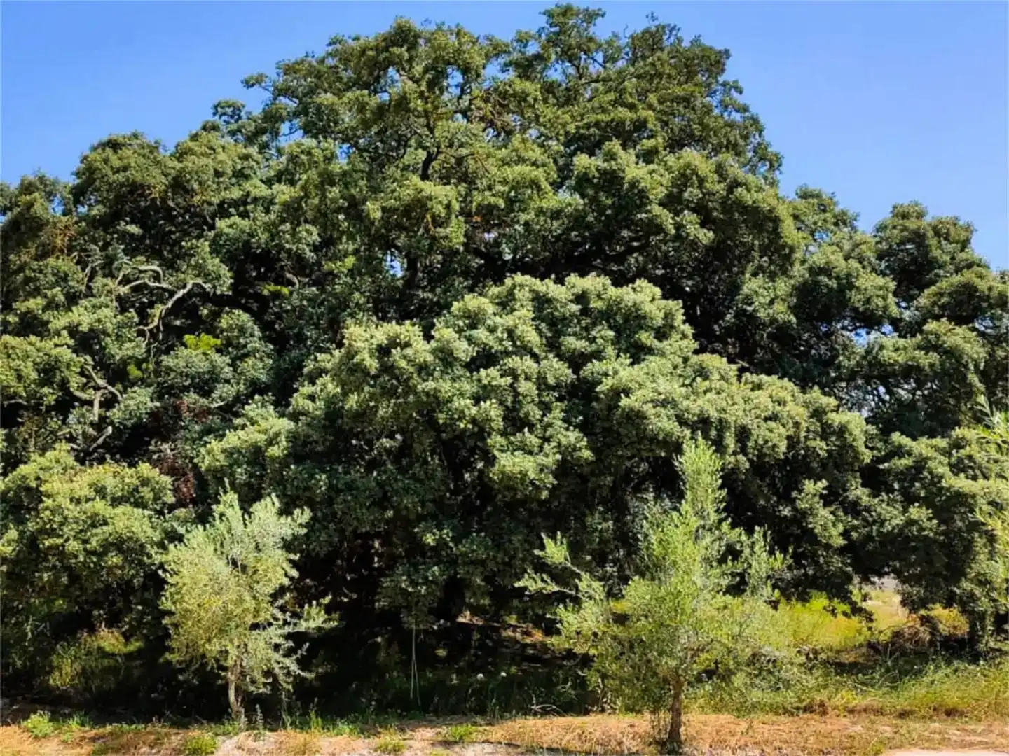 Garten von Wohnung zur Miete in Alcoy / Alcoi mit Klimaanlage, Privatgarten und Schwimmbad