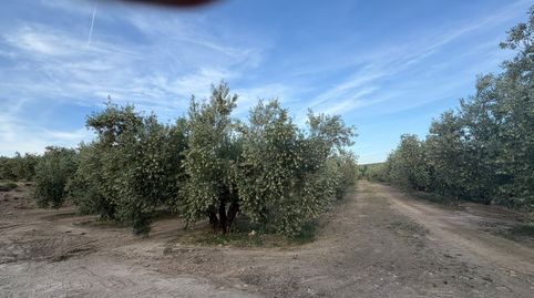 FINCA EN VENTA, imagen 3