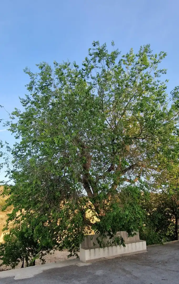 Vista exterior de Finca rústica en venta en Aigües con Jardín privado