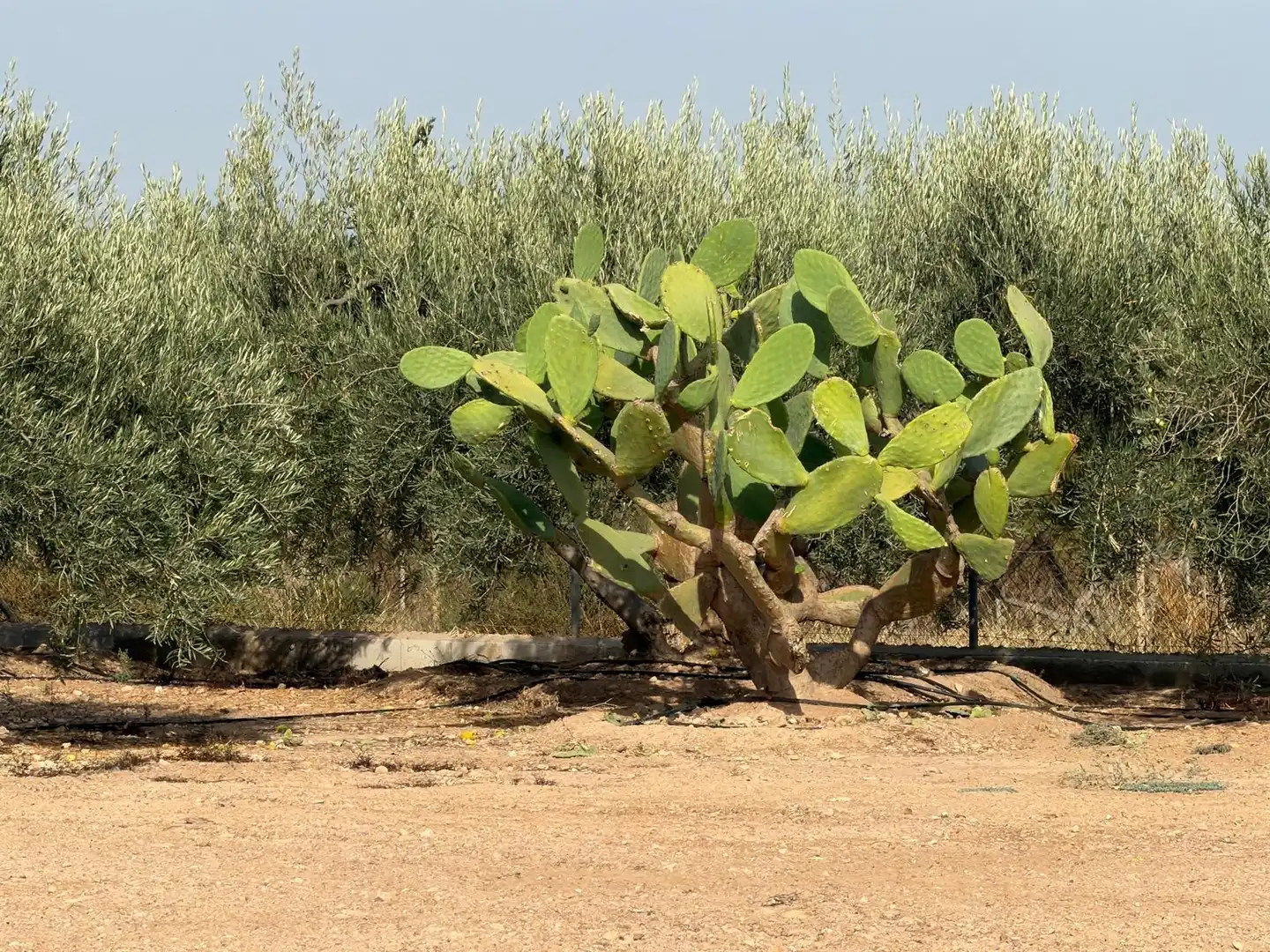 Garten von Haus zum Verkauf in Pulpí pueblo