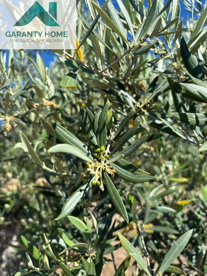 Terreni e lotti in vendita a Torredonjimeno, imagen 7