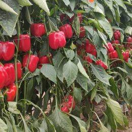 Terreno en Venta en Calle Águila, 7 en Santa María del Águila