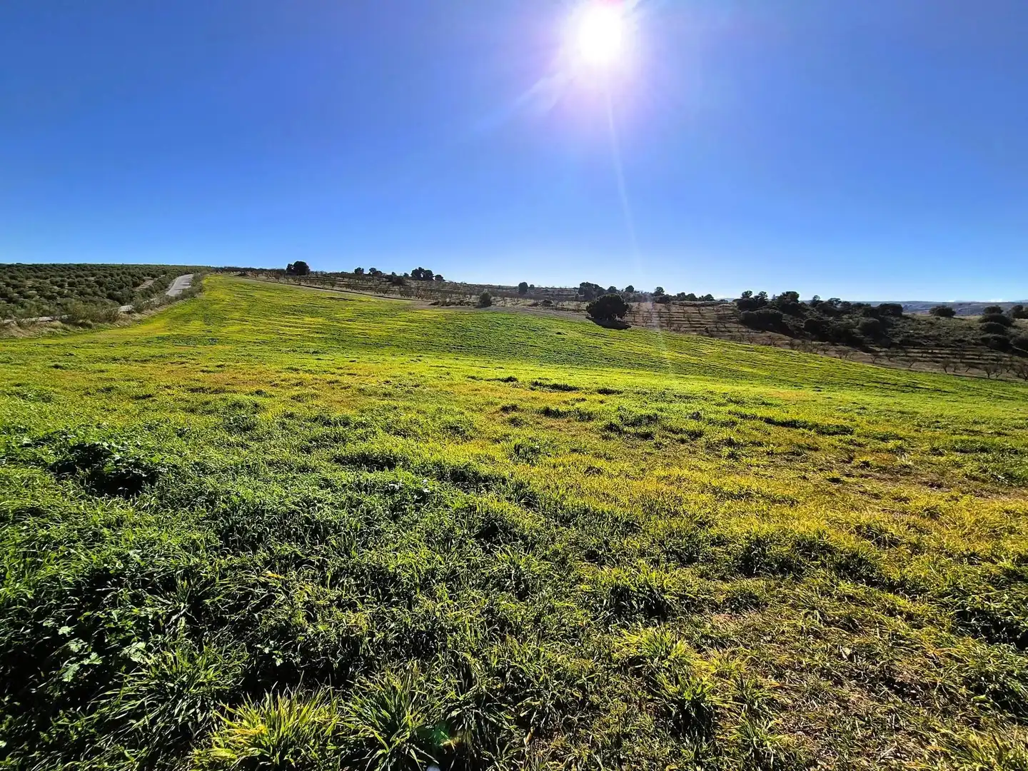 Rural land for sale in Alhama de Granada, imagen 6