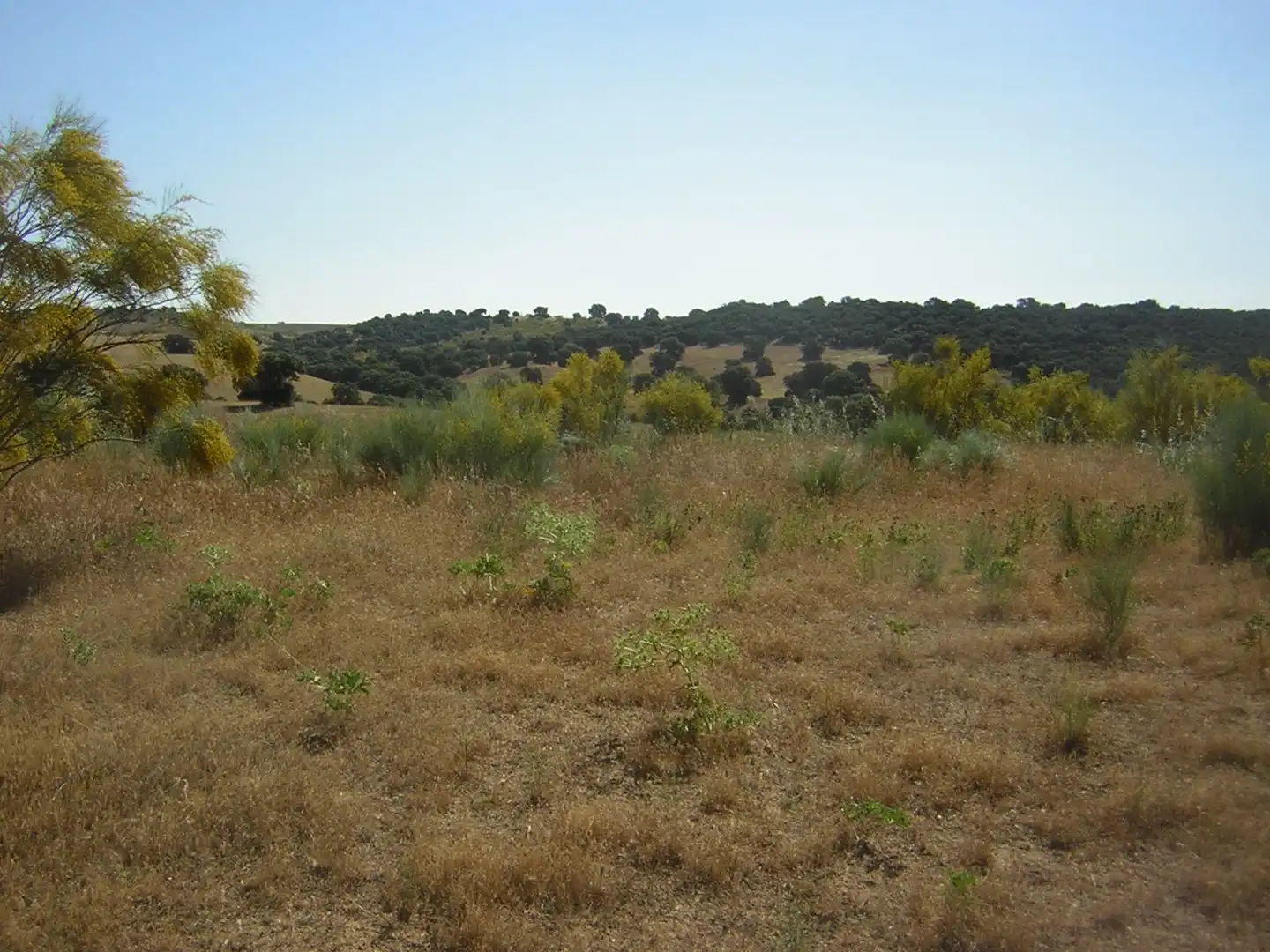 Rural land for sale in Almorox, imagen 3