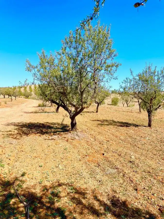 Residential land for sale in Vélez-Rubio, imagen 5