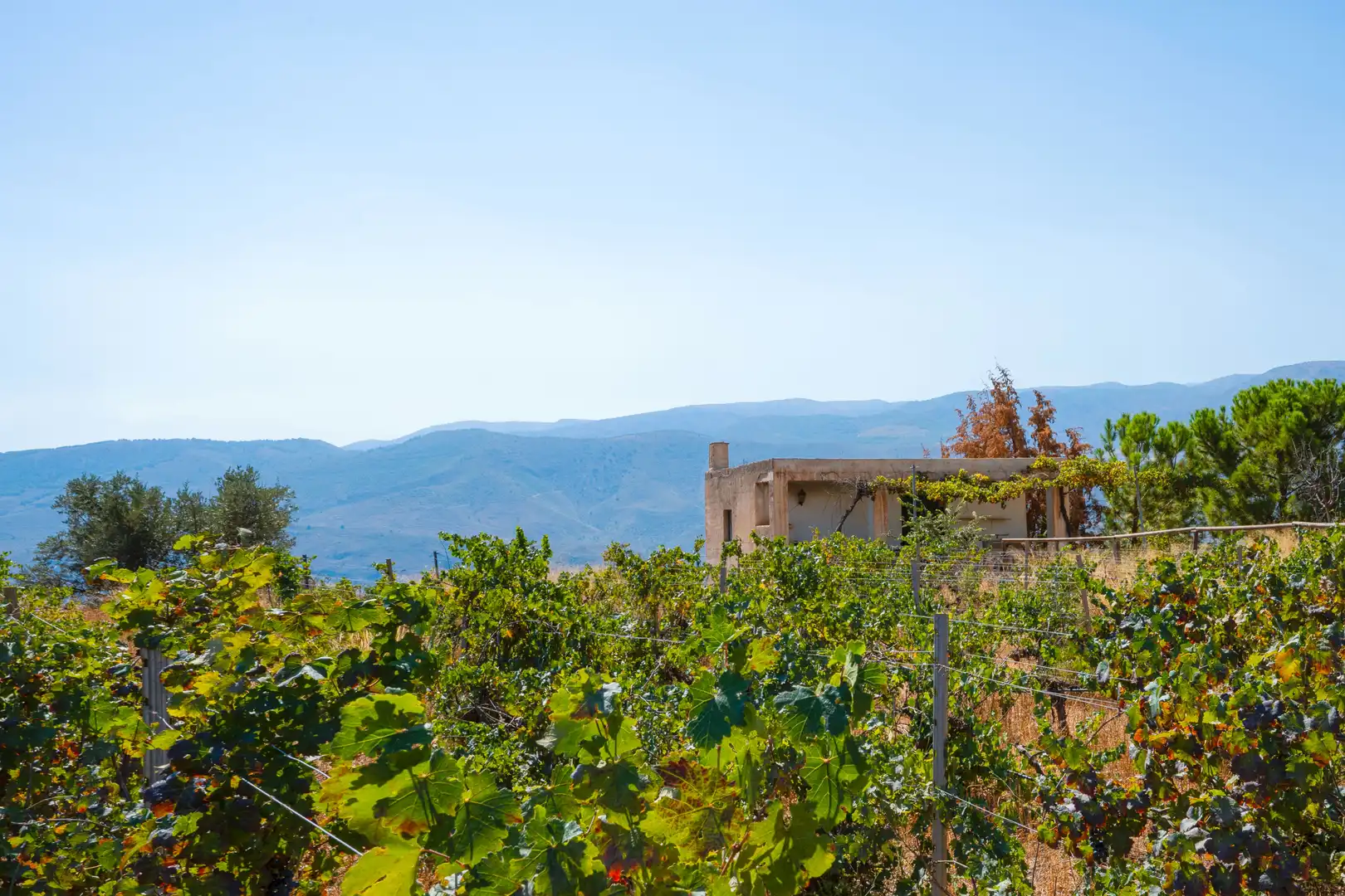 Finca rústica en venta en Beires