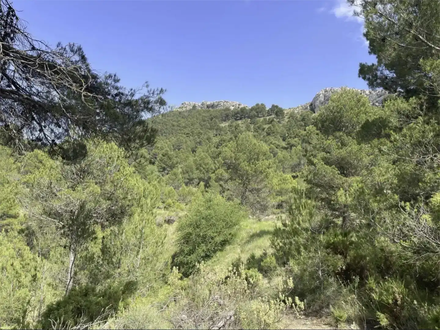 Country homes for sale in Confrides