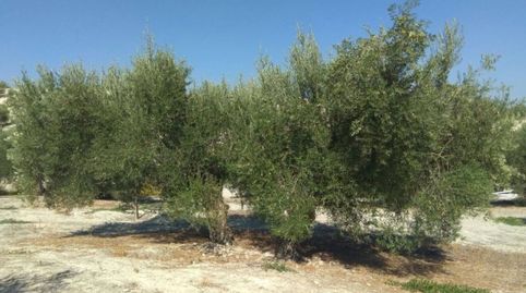 OLIVAR DE REGADÍO EN LUQUE, immagine 4