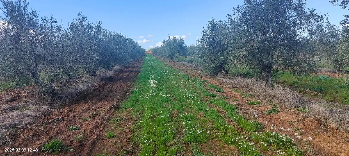 Grundstücke zum Verkauf in Almendralejo