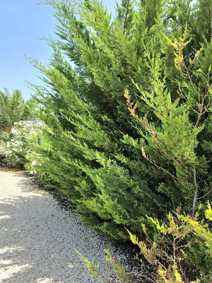 Vista exterior de Casa o xalet en venda en Torrevieja amb Aire condicionat, Jardí privat i Terrassa