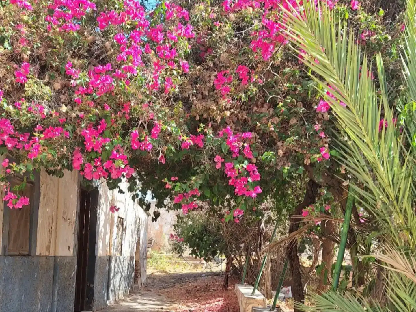 Vista exterior de Finca rústica en venda en Berja