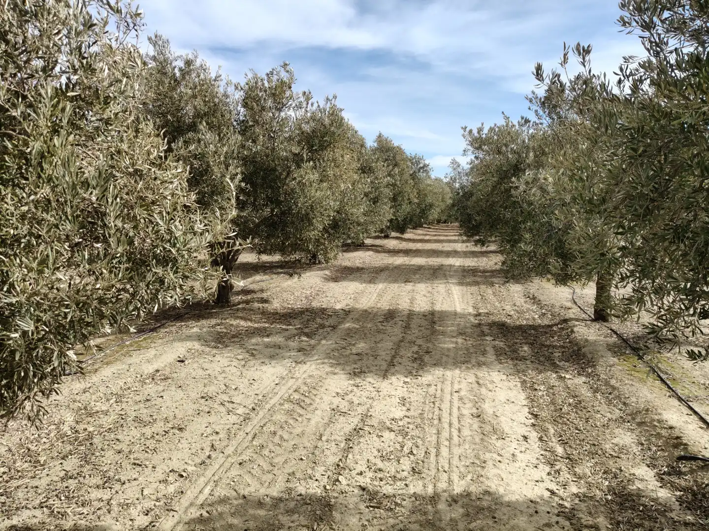 Terreno rustico in vendita a Caniles