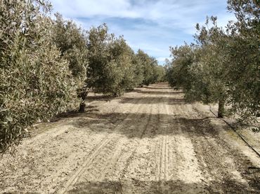 Terreno rustico in vendita a Caniles