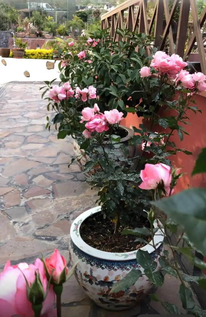 Jardí de Casa o xalet en venda en San Miguel de Abona amb Jardí privat, Traster i Piscina