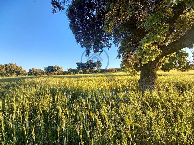 Terreno residencial en Venta en Peñarroya-Pueblonuevo