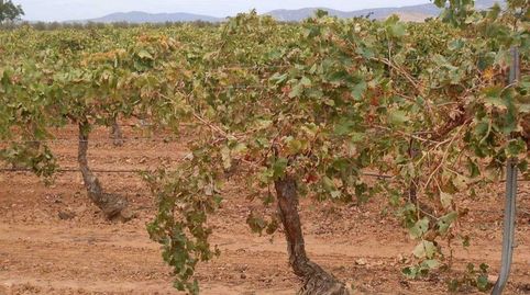 finca en venta viña en espaldera regadío en Ciudad Real, immagine 2