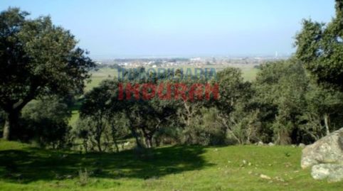 Finca ganadera con encinas, chaparros y algunas higueras en Millanes Cáceres