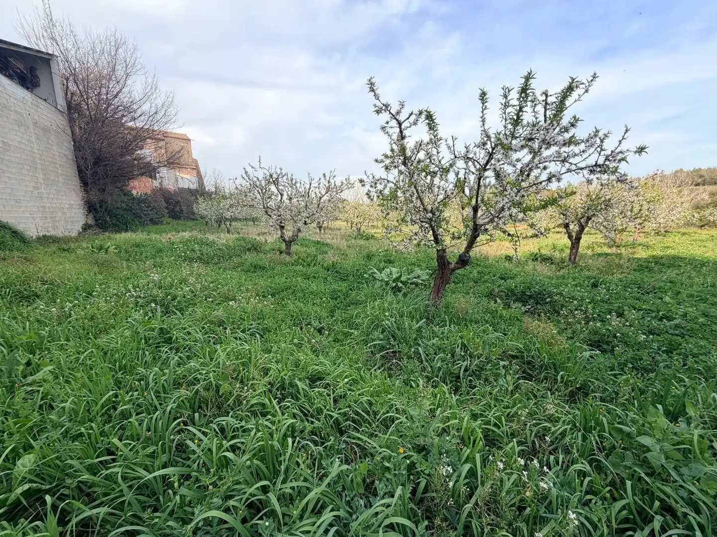 Terreno rustico in vendita a Albaida, imagen 7