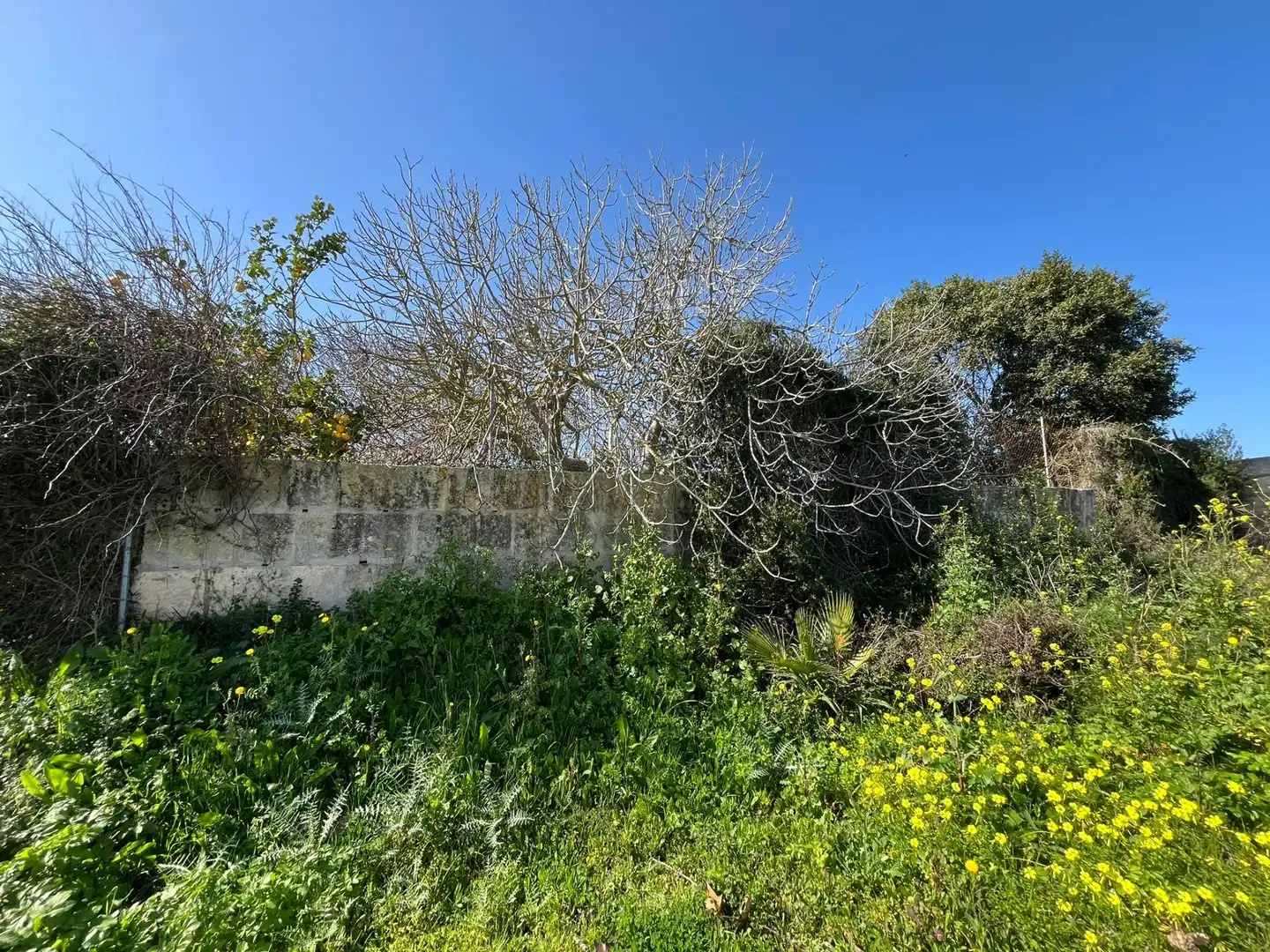 Terrenos y solares en venta en Son Servera Poble, imagen 10