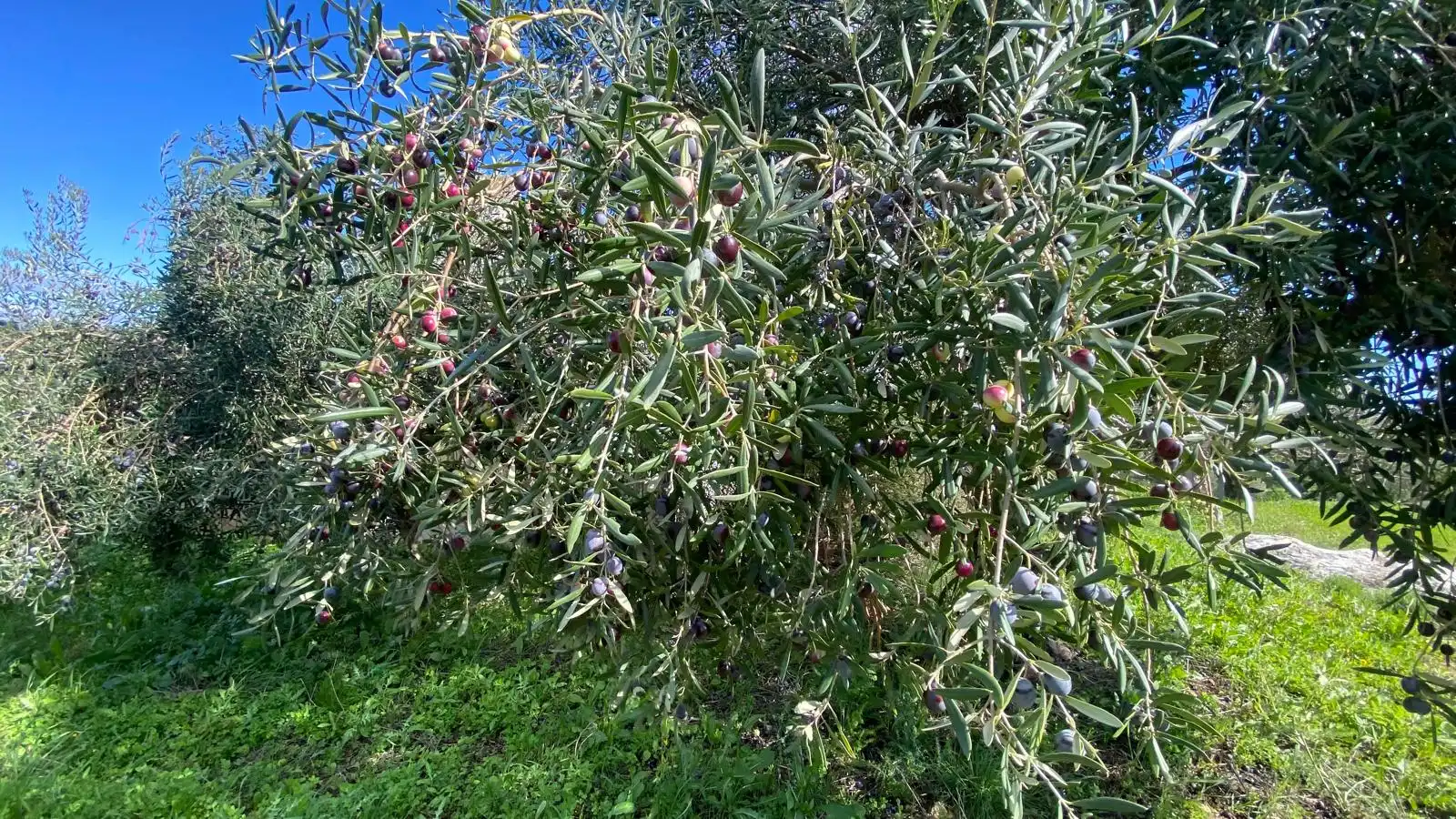 Terreni e lotti in vendita a Alquería - Torrealquería, imagen 9