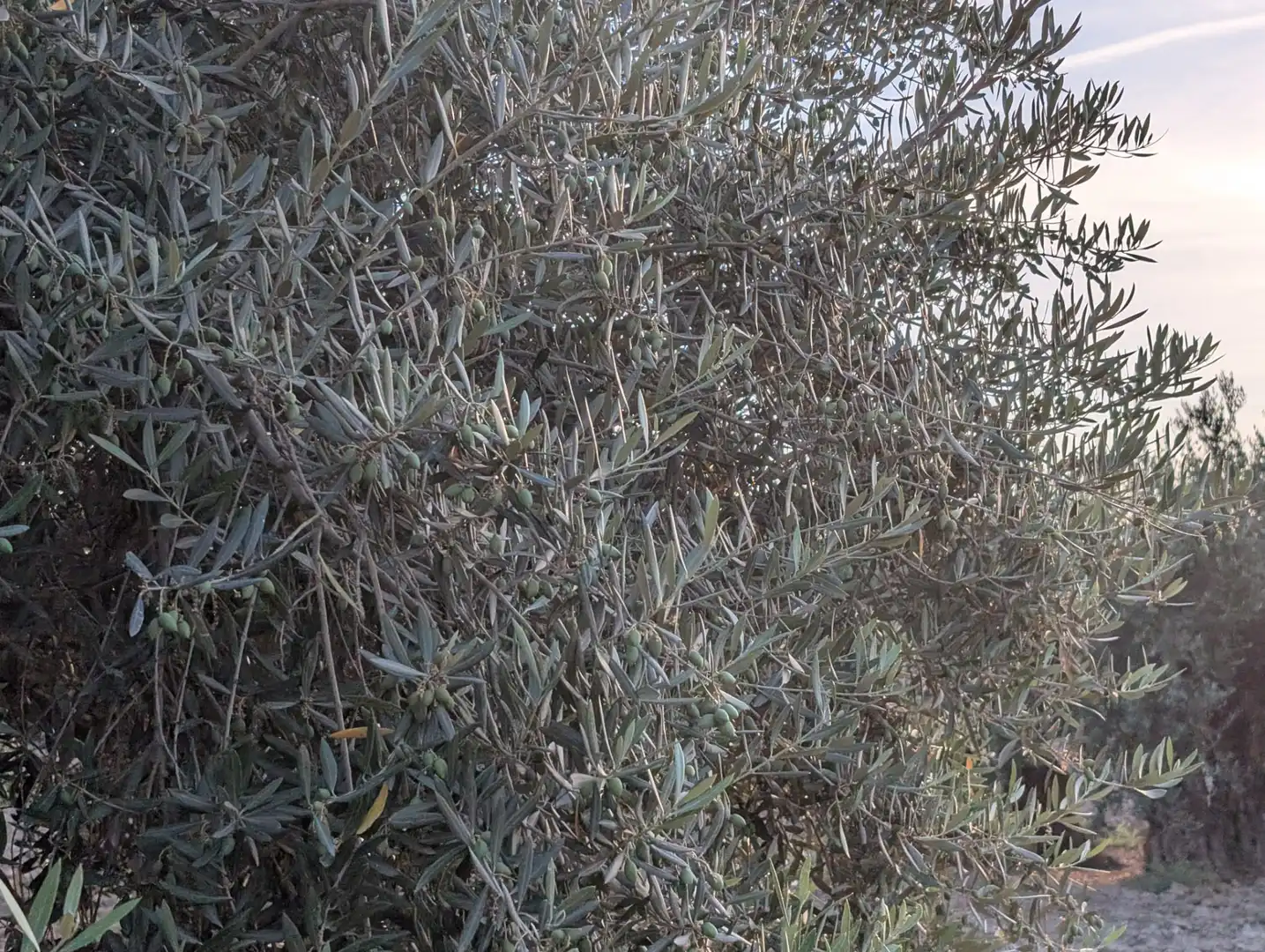 Garden of Land for sale in Lopera
