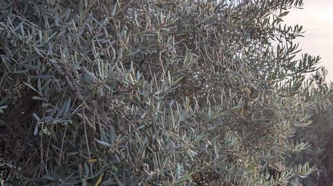 Foto 5 de Terreno en venta en N/a, -1, Lopera, Jaén