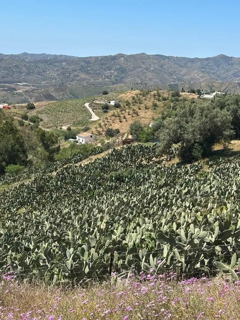 Terreni e lotti in vendita a Vélez-Málaga ciudad, imagen 4