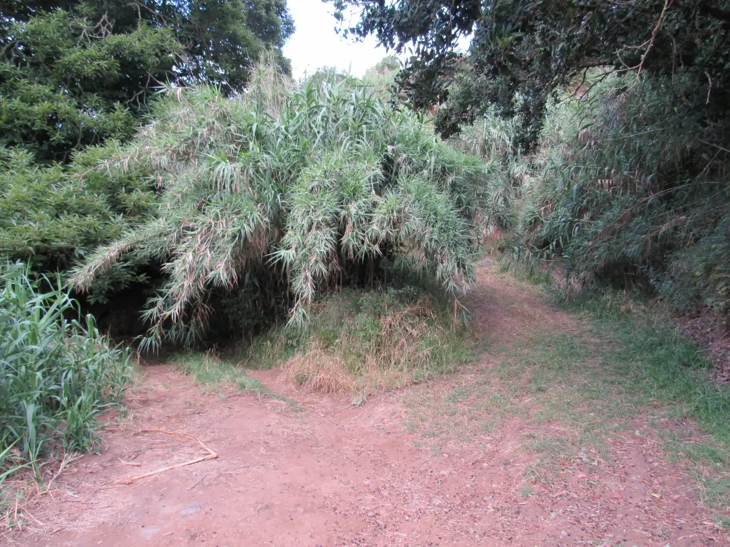 Garden of Land for sale in Moya (Las Palmas)