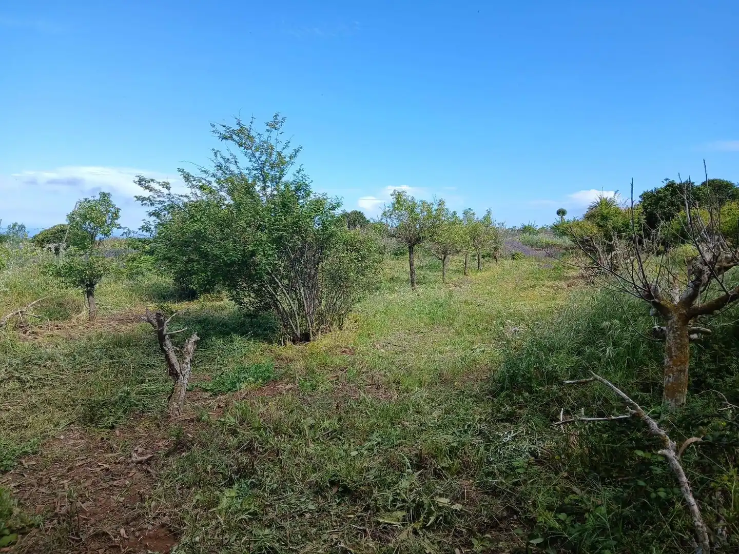 Finca rústica en venta en El Rosario con Jardín privado, Terraza y Alarma